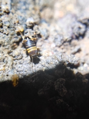 Myrmecophilidae
