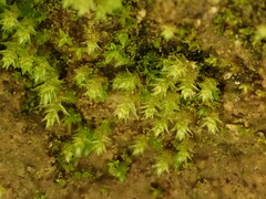 Bryum gemmiferum