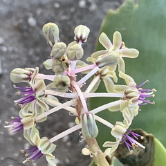 Ledebouria luteola
