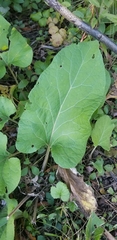 Arctium