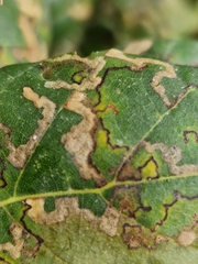 Ectoedemia heringella