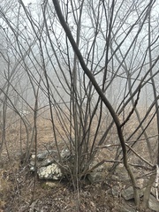 Euonymus phellomanus