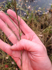 Dulichium arundinaceum