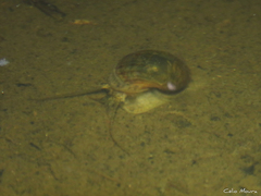 Pomacea canaliculata