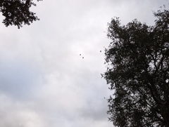 Amazona viridigenalis