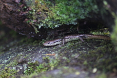 Sphenomorphus puncticentralis