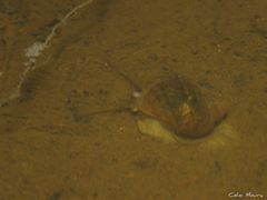 Pomacea canaliculata