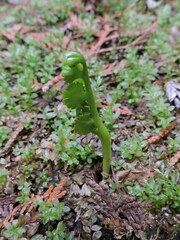 Botrychium crenulatum