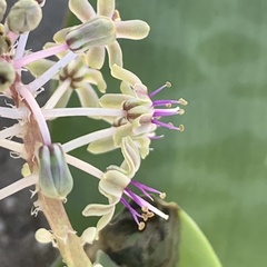 Ledebouria luteola
