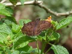 Anastrus sempiternus