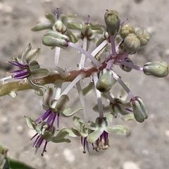 Ledebouria luteola