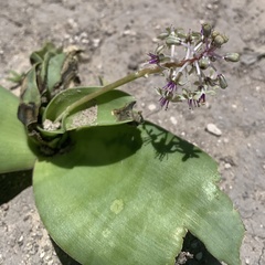Ledebouria luteola