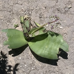 Ledebouria luteola