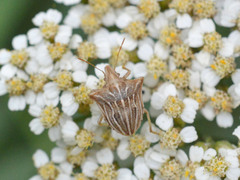 Ancyrosoma leucogrammes
