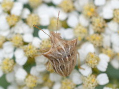 Ancyrosoma leucogrammes