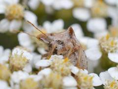 Ancyrosoma leucogrammes