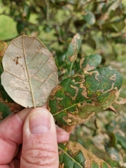 Ectoedemia heringella