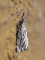 Chrysocrambus linetella