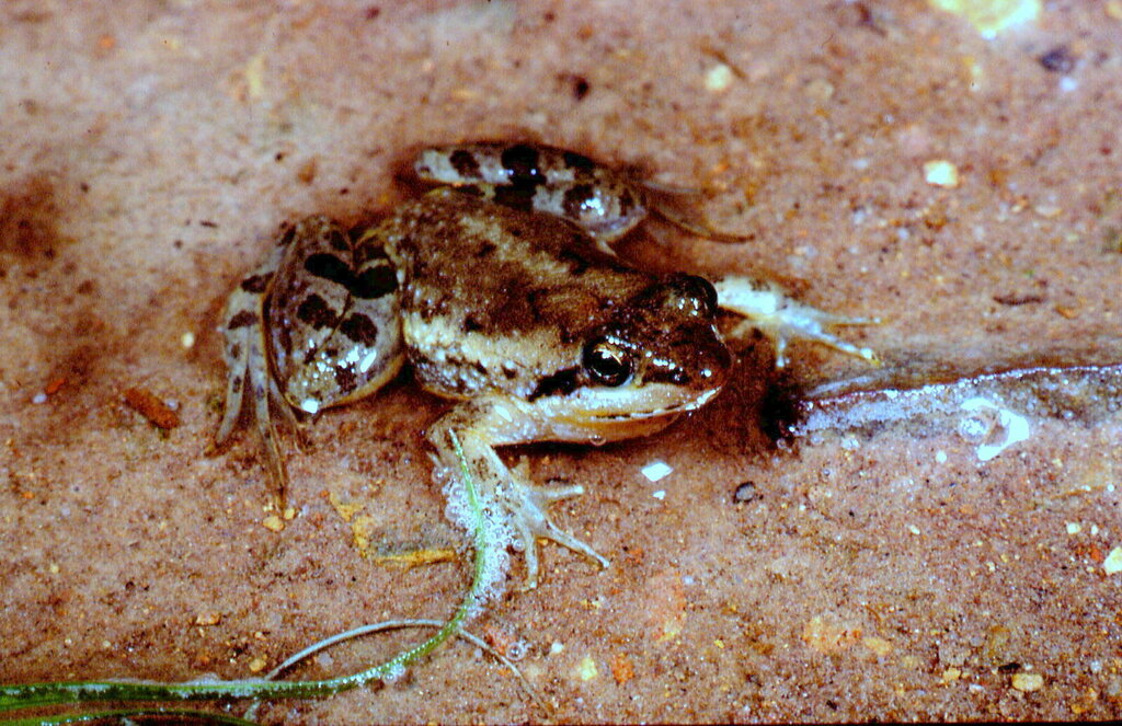 Lake Mwero River Frog