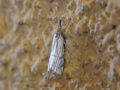 Chrysocrambus linetella