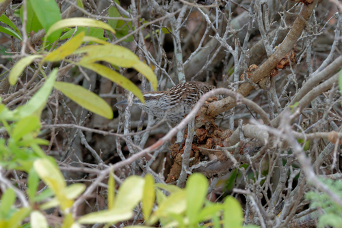 Yucatan Wren (Campylorhynchus yucatanicus), photo 10