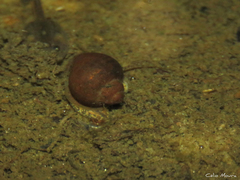 Pomacea canaliculata