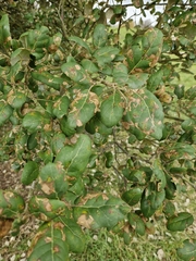 Ectoedemia heringella