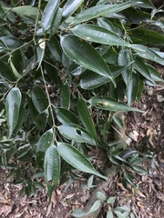 Cinnamomum subavenium