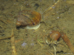 Pomacea canaliculata