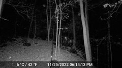 Odocoileus virginianus