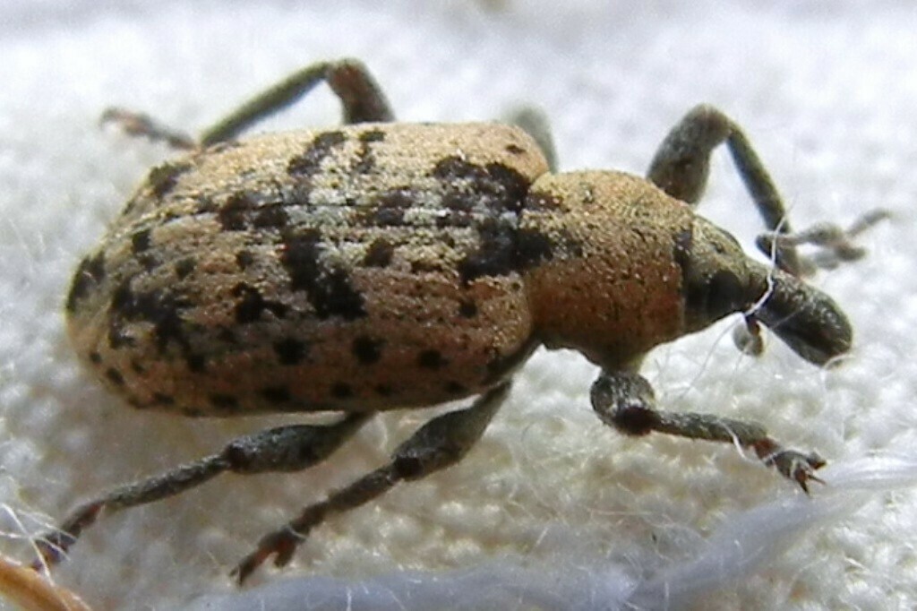 Hypera eximia