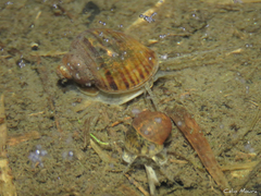 Pomacea canaliculata