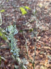 Parmotrema hypotropum