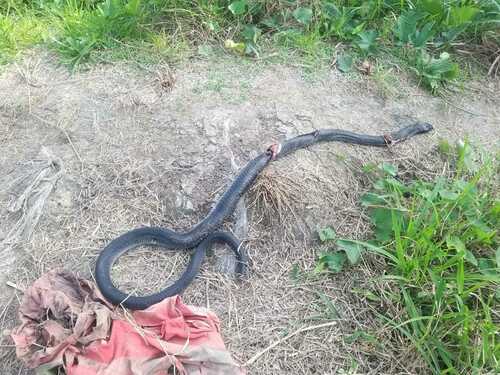 Black-necked Spitting Cobra