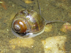 Pomacea canaliculata
