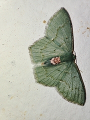 Hemithea tritonaria