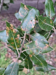 Ectoedemia heringella