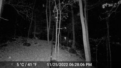 Odocoileus virginianus