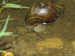 Pomacea canaliculata