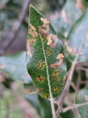 Ectoedemia heringella