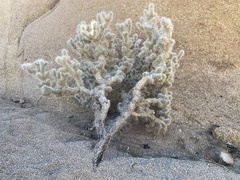 Cylindropuntia echinocarpa