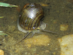 Pomacea canaliculata