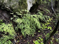 Adiantum poiretii
