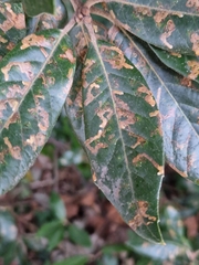 Ectoedemia heringella