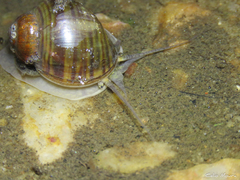 Pomacea canaliculata