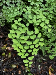 Adiantum poiretii