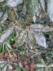 Ectoedemia heringella