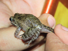 Leptodactylus fuscus