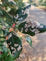 Ectoedemia heringella