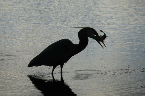 Great Blue Heron photographed in Tennessee